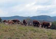 Resurrecting the Nagenoeg Polled Hereford Stud