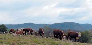 Resurrecting the Nagenoeg Polled Hereford Stud