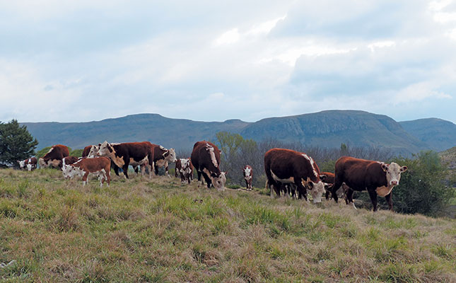 Resurrecting the Nagenoeg Polled Hereford Stud Resurrecting the Nagenoeg Polled Hereford Stud