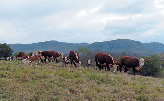 Resurrecting the Nagenoeg Polled Hereford Stud