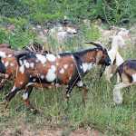 Basic goat health management: all you need to know