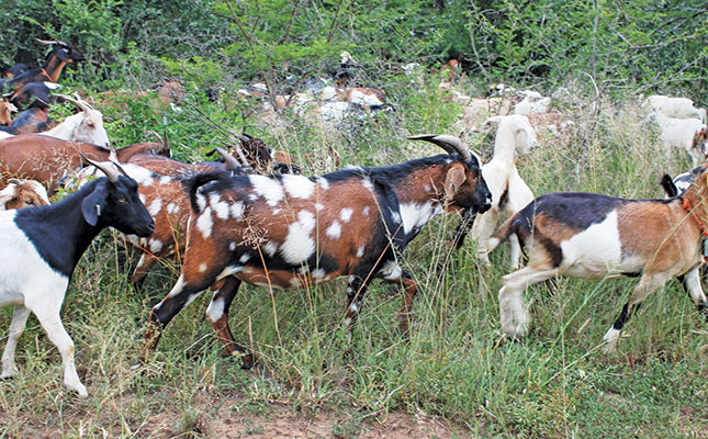 Goat Vaccination Schedule Chart