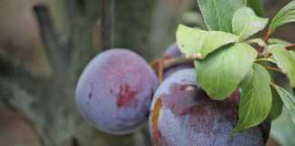 Market for SA plums strong despite smaller fruit