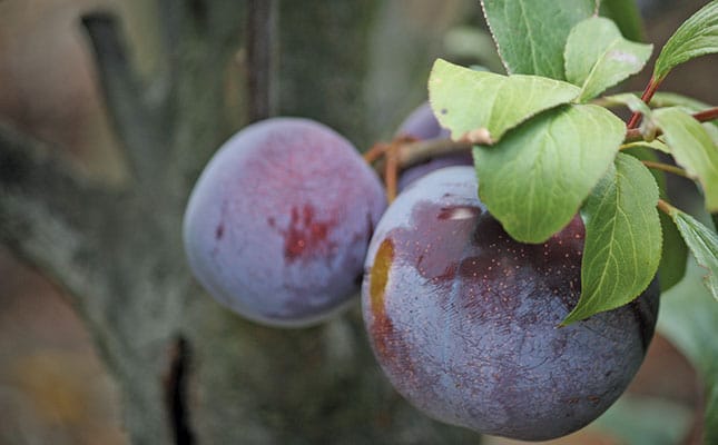 Market for SA plums strong despite smaller fruit