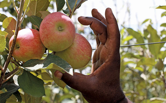 Stronger rand a spanner in the works for pome fruit exports