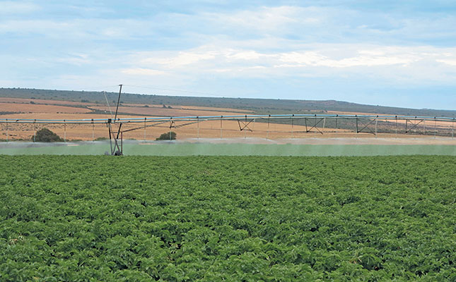 The Sandveld’s 75t/day family potato business