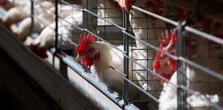 EU dismisses poor quality claims of export chicken to SA