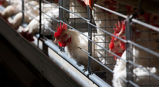 EU dismisses poor quality claims of export chicken to SA