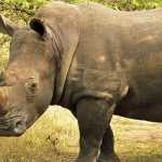 Rhino poaching numbers down in Kruger, but spiking elsewhere