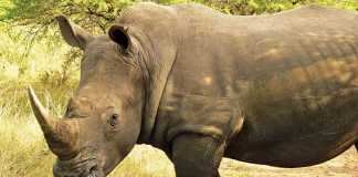 Rhino poaching numbers down in Kruger, but spiking elsewhere