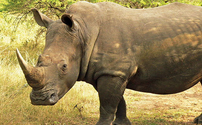 Rhino poaching numbers down in Kruger, but spiking elsewhere