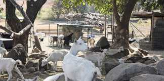 Habitual abortions in goats