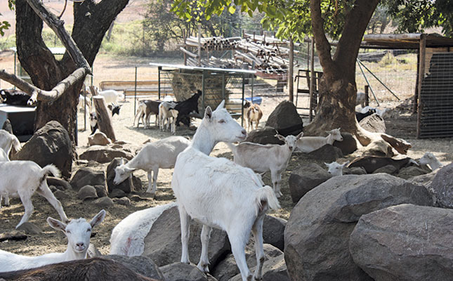 Habitual abortions in goats Habitual abortions in goats