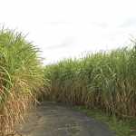 No Fall Armyworm impact on sugar industry, despite concerns