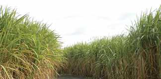 No Fall Armyworm impact on sugar industry, despite concerns