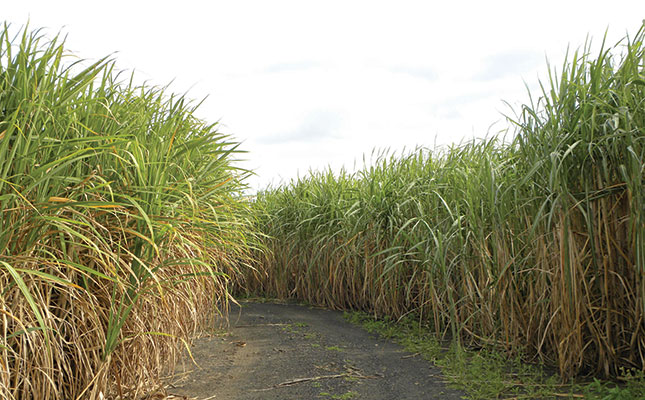 No fall armyworm impact on sugar industry, despite concerns