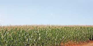 suspected-armyworm-outbreak-maize-crop