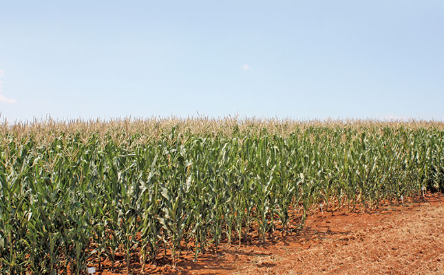 Suspected fall armyworm damage to maize in SA and Namibia