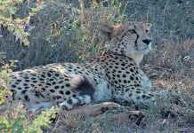 Ann van Dyk Cheetah Centre