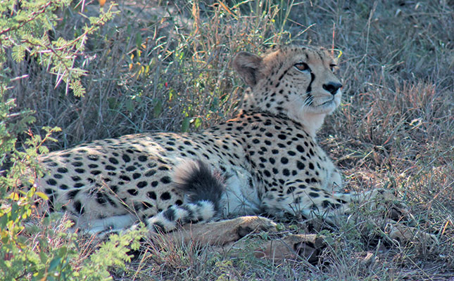 Ann van Dyk Cheetah Centre