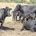 Are-lick-supplements worthwhile in beef production?