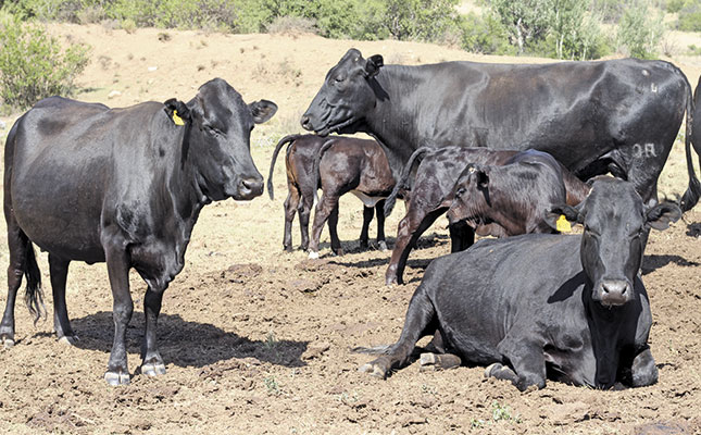 Are lick supplements worthwhile in beef production? Are lick supplements worthwhile in beef production?