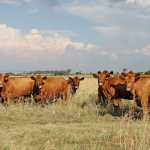 Cattle quarantined after brucellosis