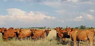 Cattle quarantined after brucellosis