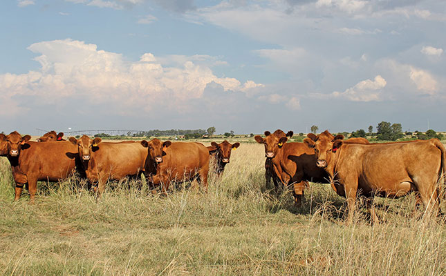 Cattle quarantined after brucellosis outbreak Cattle quarantined after brucellosis outbreak