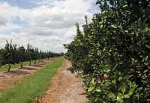 Citrus farming: off-season tasks
