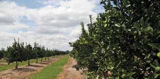 Citrus farming: off-season tasks