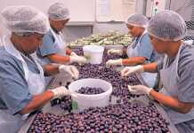 Darling’s 150 000kg/year olive processing success story