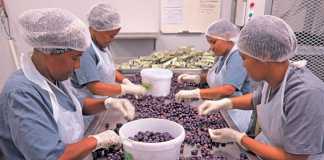 Darling’s 150 000kg/year olive processing success story