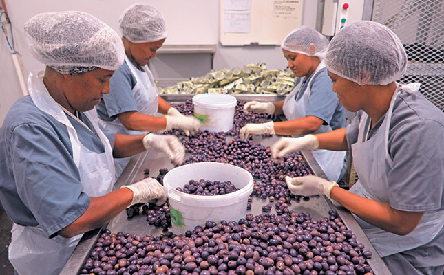 Darling’s 150 000kg/year olive processing success story