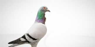 SA wins R5m bid at pigeon auction in China