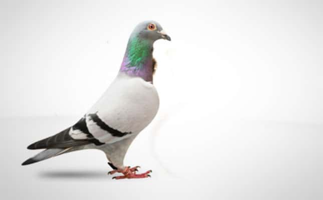 SA wins R5m bid at pigeon auction in Belgium SA wins R5m bid at pigeon auction in Belgium