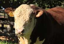 Buy cattle from a reputable breeder