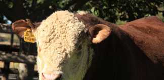 Buy cattle from a reputable breeder