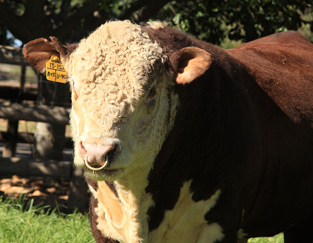 Buy cattle from a reputable breeder