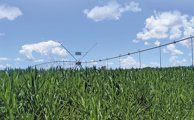 Record maize harvest forecasted