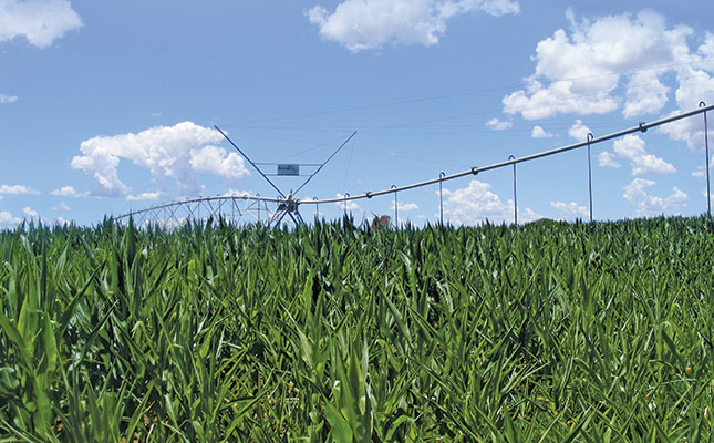 Good rain sees 72% jump in summer crop production forecast Good rain sees 72% jump in summer crop production forecast