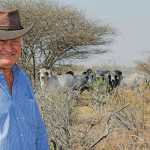 Okabra Brahman Stud: breeding for the future