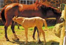 Reducing stress in broodmares