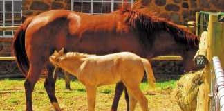 Reducing stress in broodmares