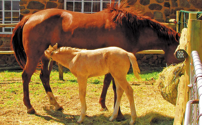 Reducing stress in broodmares