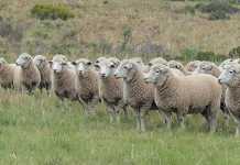 Welpic Dormers: breeding for exceptional genetics