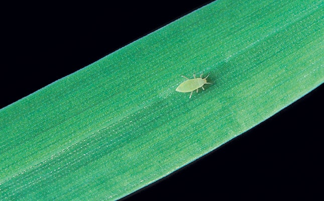 Barley: insect and fungal control, regulation and irrigation