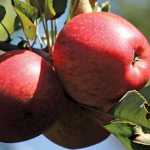US Fruit Growers worried about disastrous warm weather