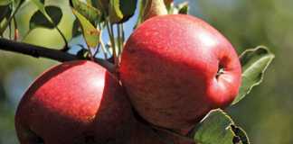 US Fruit Growers worried about disastrous warm weather