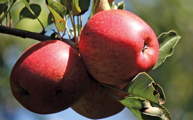 US Fruit Growers worried about disastrous warm weather